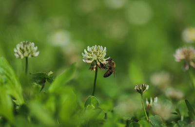 Close-up of white flowering plant