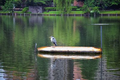 Japanese gray heron  found in asia and japan. at public lake in tokyo, japan. asia.