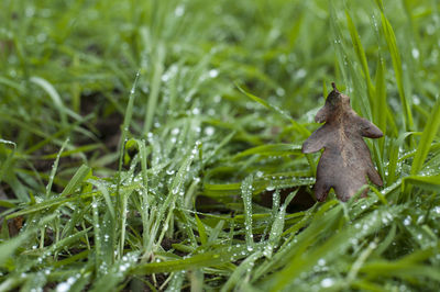 Close-up of wet grass on field