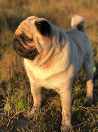 Close-up of dog looking away on field