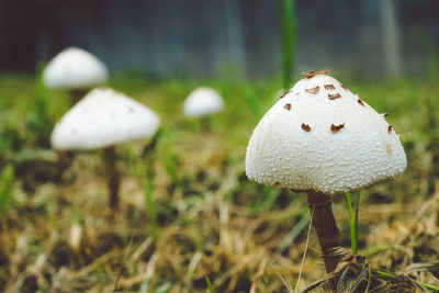 Mushroom in a field of grass with leaves.,spot focused.,close-up view.,natural mushroom growing.