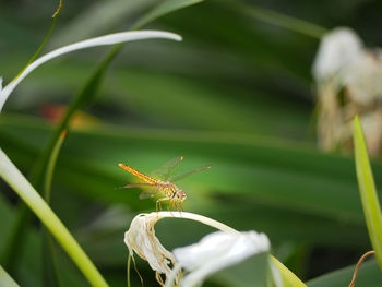 Close-up of insect on plant