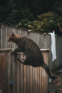 Side view of a cat on wooden fence