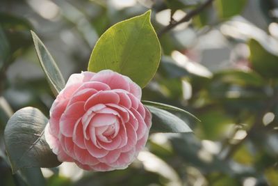 Close-up of pink rose