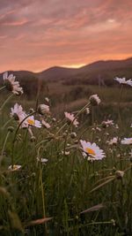 Close-up of flowering plants on land against sky during sunset