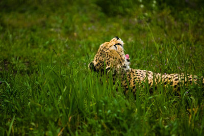 Tiger in a field