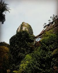 Low angle view of trees against sky