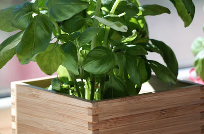 Close-up of leaves on wood