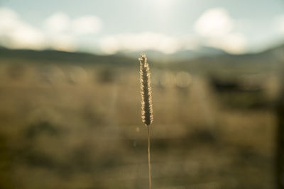 Close-up of plant growing on field