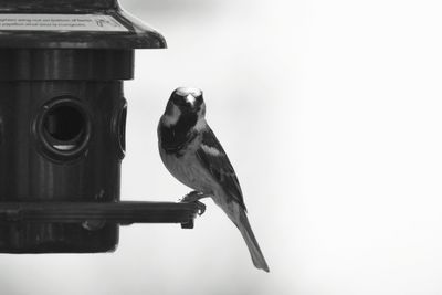 Low angle view of bird perching on wall