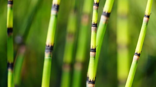 Close-up of bamboo plants