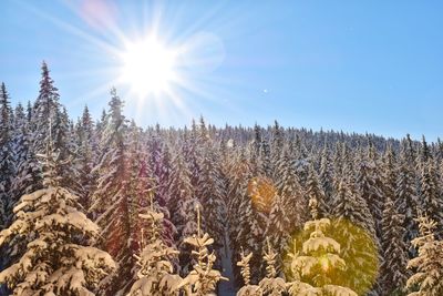 Low angle view of trees against clear sky