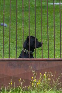 Dog on field