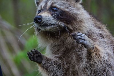Close-up of an animal looking away