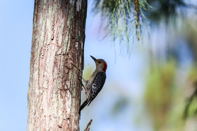 Low angle view of bird perching on tree