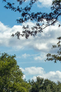 Low angle view of trees against sky
