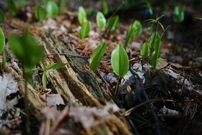 Close-up of plants growing on field