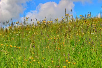 Close-up of plants growing on field against sky