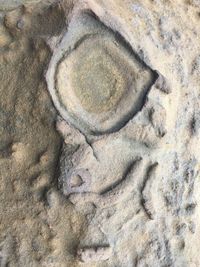 Full frame shot of lizard