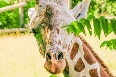 Close-up of a horse