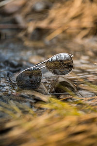 Close-up of shell on rock