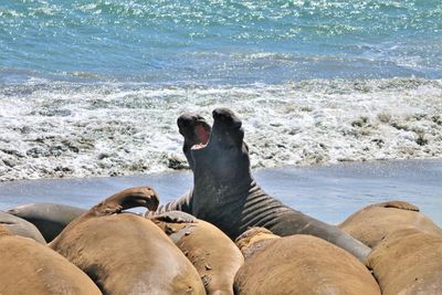 High angle view of sea lion on beach