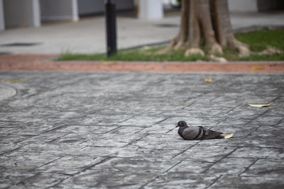 Close-up of a bird on footpath