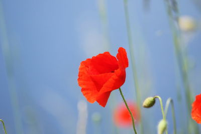 Close-up of red rose against blue sky