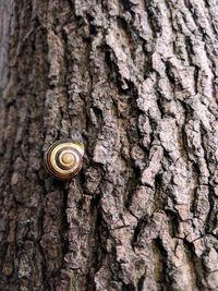 Close-up of snail on tree trunk