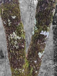 Close-up of moss on tree trunk