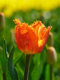 Close-up of orange fringed tulip flower head