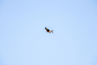 Low angle view of birds flying against clear blue sky