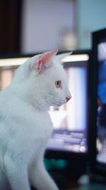 Close-up of a cat looking away