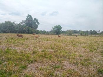 Scenic view of field against sky