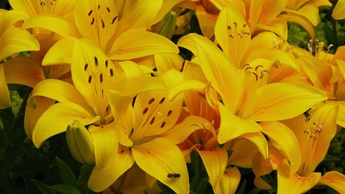 Close-up of yellow flowering plant