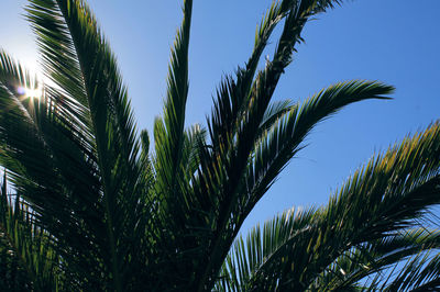 Low angle view of palm trees against blue sky