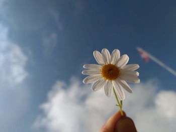 Close-up of hand holding flower against sky