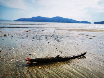 Close-up of lizard on beach