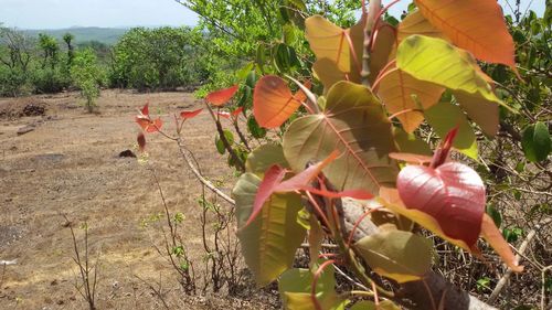 Plants growing on field