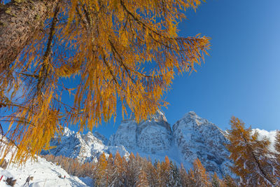 Awesome larch branches with autumn colors and mount pelmo background, dolomites, italy