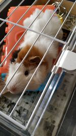 Close-up of horse in cage