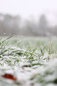 Close-up of frozen plants on land