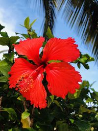 Close-up of red hibiscus on plant