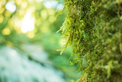 Close-up of moss growing on tree trunk