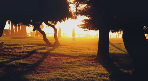 Silhouette trees on field against sky during sunset