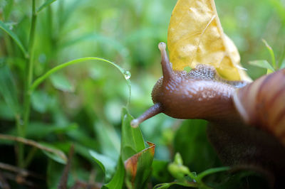 Close-up of snail on plant
