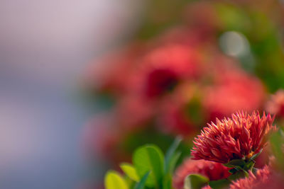 Close-up of pink flowering plant