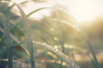 Close-up of wet grass