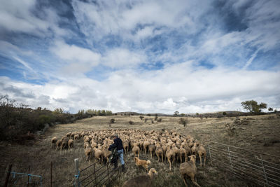 Cows grazing on field against sky