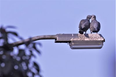 Low angle view of birds perching against sky